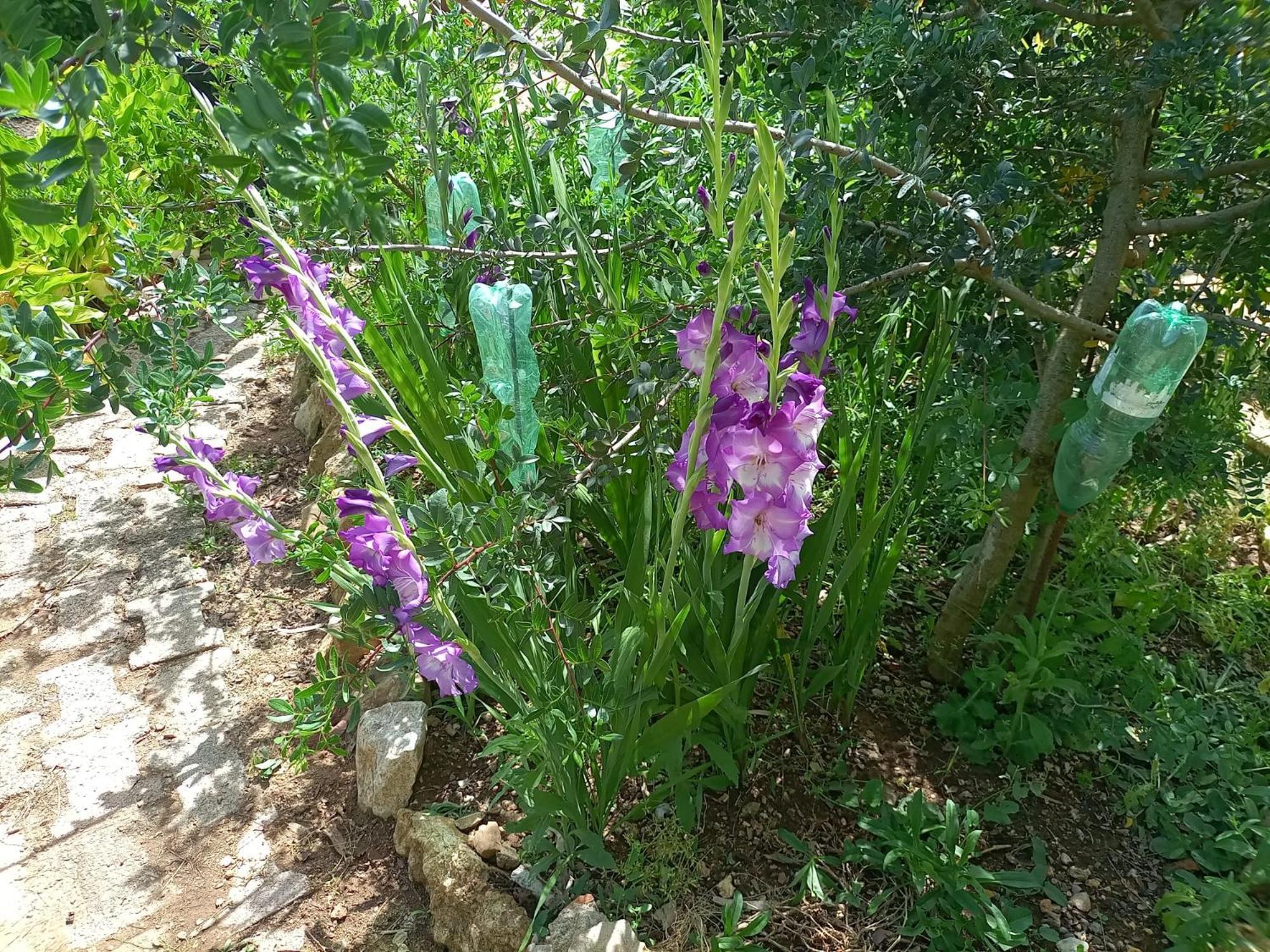La Palma Alghero
